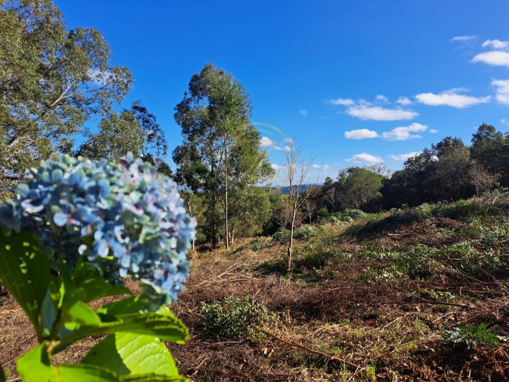 Área